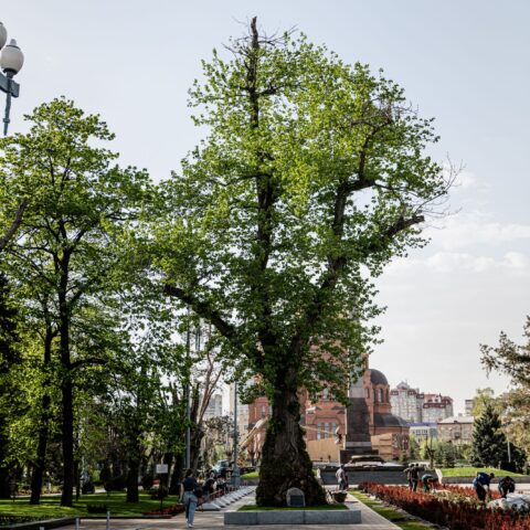 Природно-исторический памятник Тополь на Аллее Героев  Волгоград. Достопримечательность Арт-Квест-Прогул